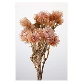 Ochino Wen DO032000-192 Daichi Farm Silver Daisy Pink Mauve Dried Flowers, 1 Bunch (Approx. 0.9 oz (25 g)