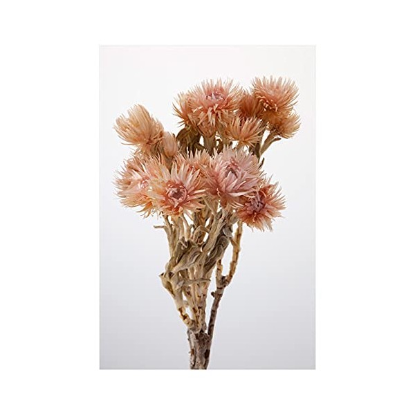 Ochino Wen DO032000-192 Daichi Farm Silver Daisy Pink Mauve Dried Flowers, 1 Bunch (Approx. 0.9 oz (25 g)