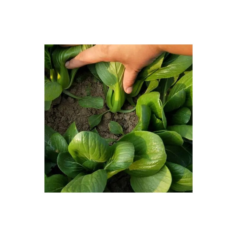 ATLAS Brassica -Atlas Crisp