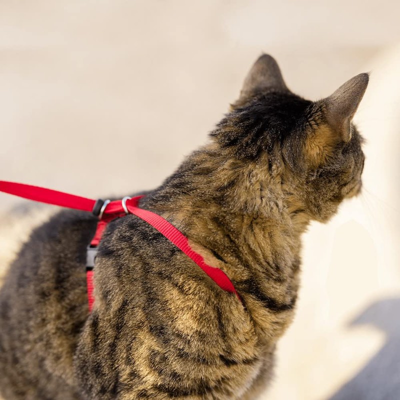 PetSafe PetSafe Come With Me Kitty Harness and Bungee Leash,