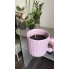 Café Instantáneo De Achicoria Con Colágeno/ Farmasi /100g