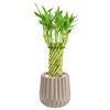 Arcadia Garden Products LV38 Tornado Lucky Bamboo, Live Indoor Plant