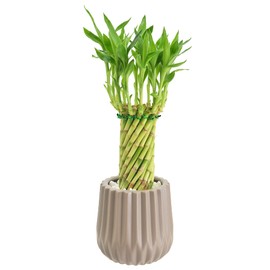 Arcadia Garden Products LV38 Tornado Lucky Bamboo, Live Indoor Plant in Classica 2.0 Ceramic Planter for Home, Work, or Gift, Tan