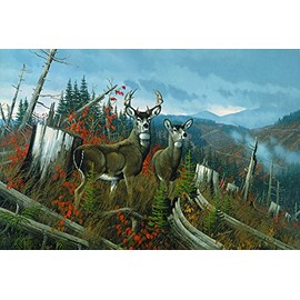 Michael Sieve - Clearcut - Blacktail Deer