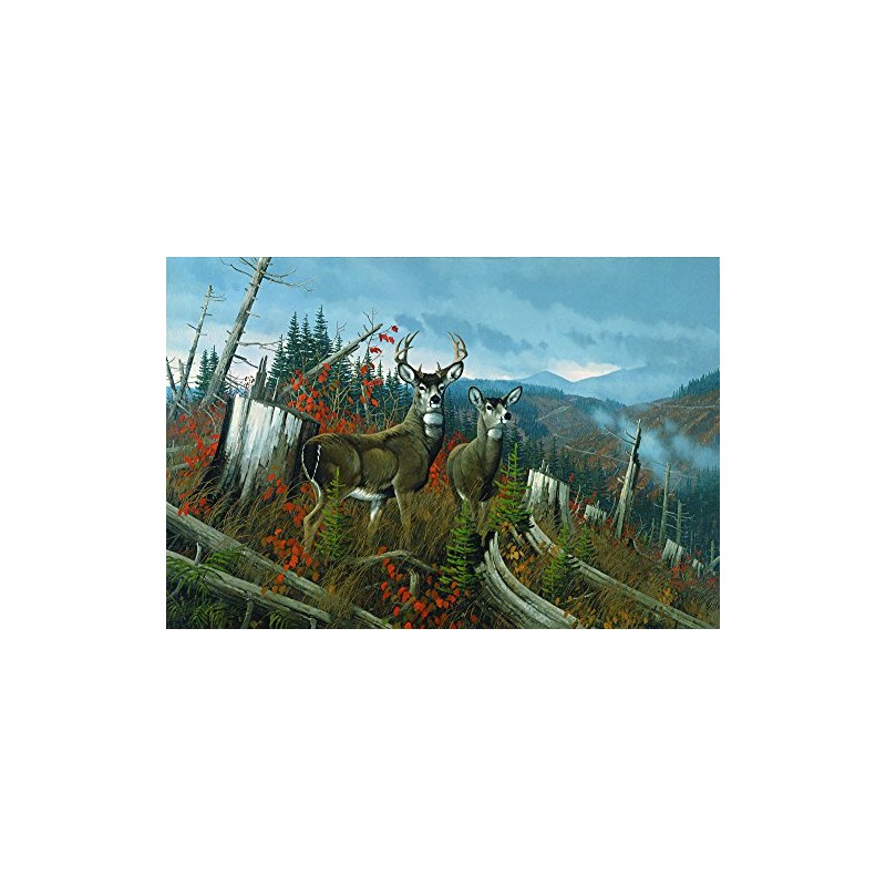 Michael Sieve - Clearcut - Blacktail Deer