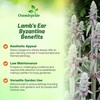 Outsidepride Stachys Byzantina Lamb's Ear Seeds - 1000 Pcs Perennial