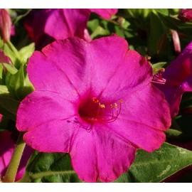 50 Rose Four O’Clock Flower Seeds Mirabilis Jalapa