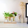 Hniuyun Propagation Stations, Desktop Plant Terrarium with Wooden Tray &