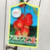 Apple Seedling, Alpine Maiden, 4.7 inches (12 cm) Pot Seedling,