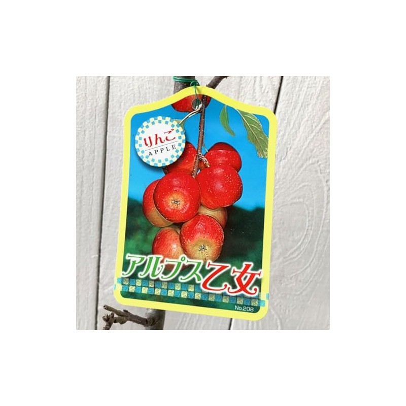 Apple Seedling, Alpine Maiden, 4.7 inches (12 cm) Pot Seedling,
