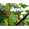 Frontier Seeds Hill Country Red Okra Seeds NON-GMO Heirloom Open