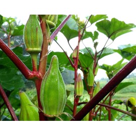 Frontier Seeds Hill Country Red Okra Seeds NON-GMO Heirloom Open Pollinated Easy to Grow! YUM!