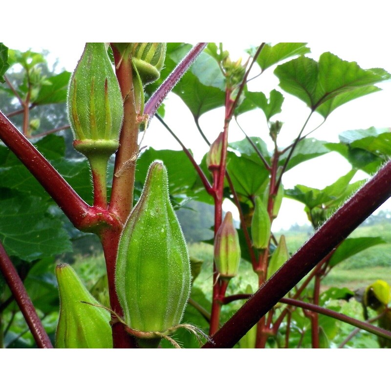 Frontier Seeds Hill Country Red Okra Seeds NON-GMO Heirloom Open