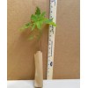 Tree 2 Trident Maple Trees - Live Plants - 8-12"