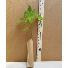 Tree 2 Trident Maple Trees - Live Plants - 8-12" Tall - 4" Pots - Acer buergerianum