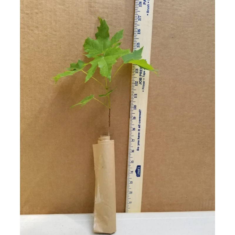 Tree 2 Trident Maple Trees - Live Plants - 8-12"
