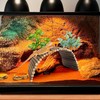 BNOSDM Large Reptile Hide Tortoise Hideout Bearded Dragon Wooden Bridge