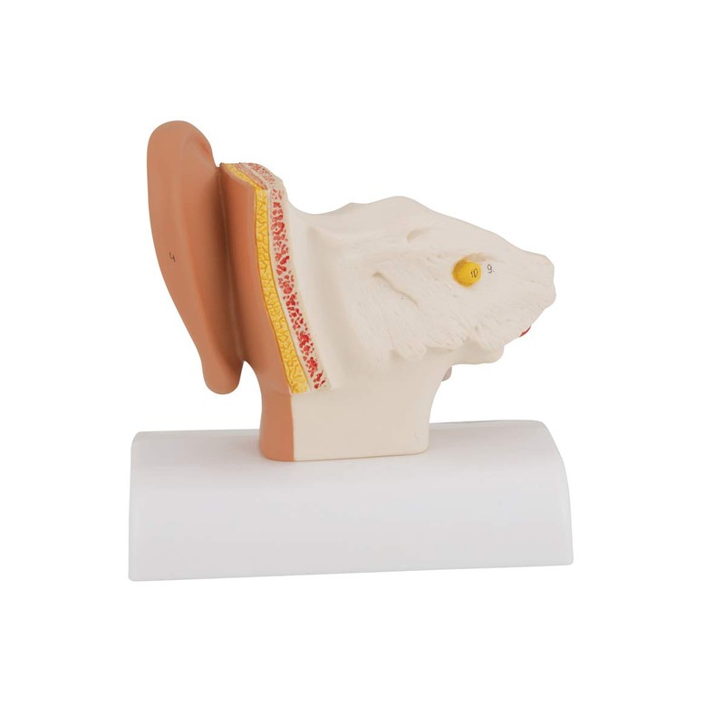 3B Scientific 3B Smart Anatomy E12 Ear Model, Table Size,