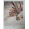 Guy Coheleach "Bobwhite" Signed Print 16 x 20" 1978 Regency