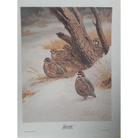 Guy Coheleach "Bobwhite" Signed Print 16 x 20" 1978 Regency House Art