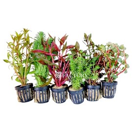 Aquarium Plants Packages [Grower's Choice] by Aquarium Plants Factory 6 Species | Fresh-Cut Potted