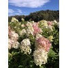 Hydrangea paniculata 'Limelight' (3 Gallon)