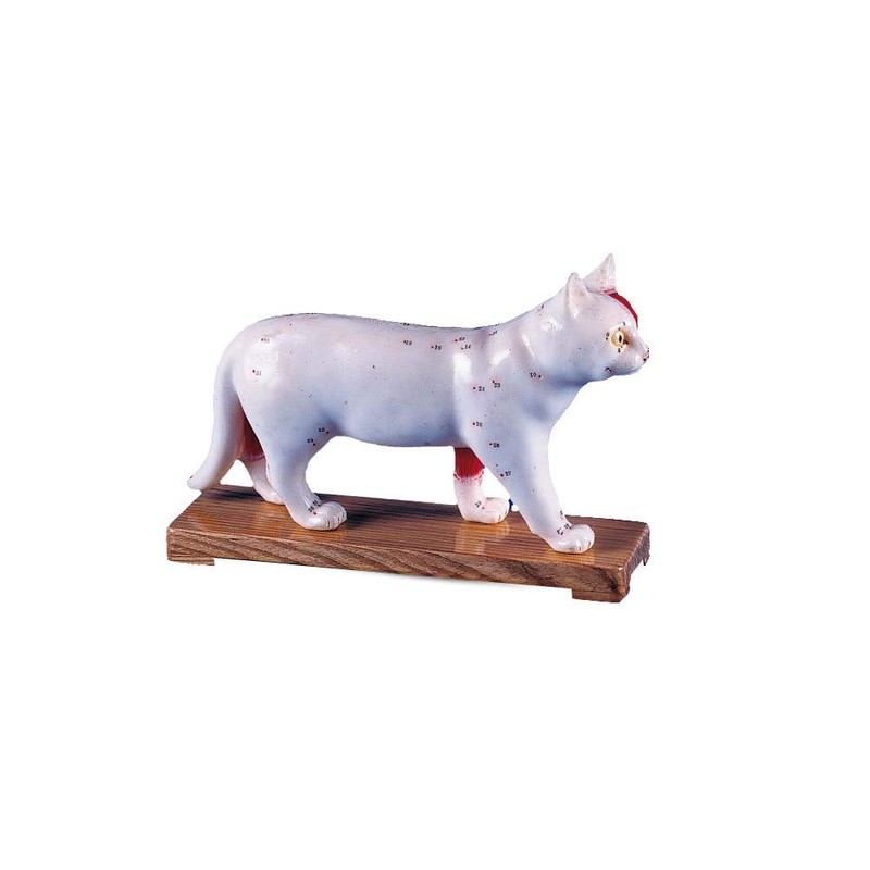 Erler Zimmer Acupuncture Animals, Acupuncture Points, Muscles and Organs, 5