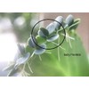 Mother of Thousands Kalanchoe (Medium Adult)