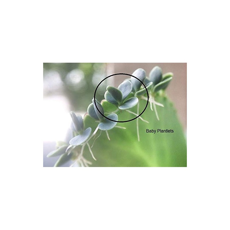 Mother of Thousands Kalanchoe (Medium Adult)