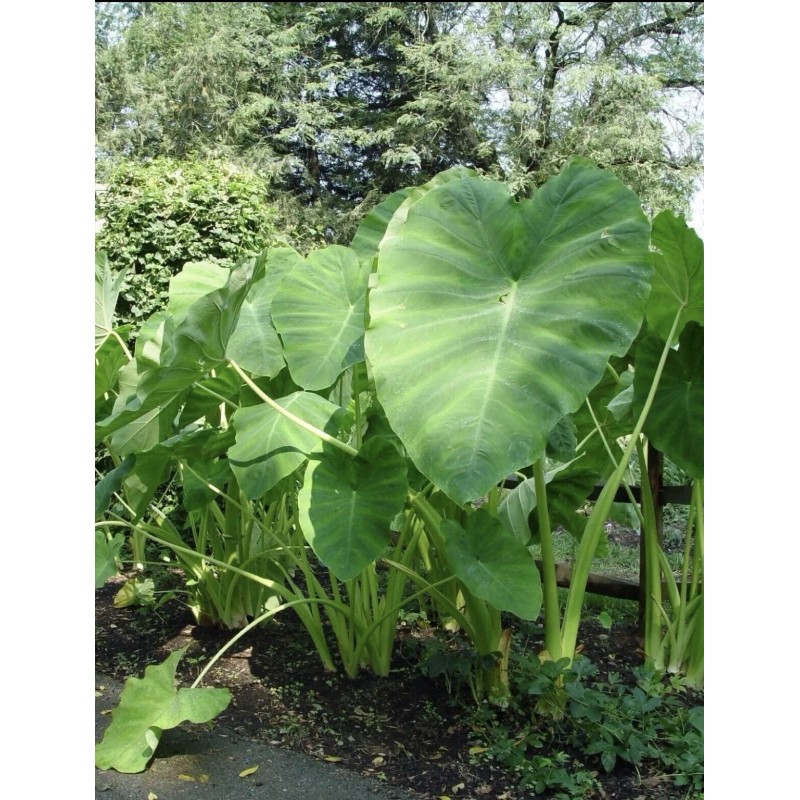Plant 20 - ELEPHANT EAR BULBS (Easy to grow)  LIVE