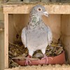 Premier 1 Pigeon Nest (Plastic Nest - 5 Pack)