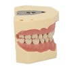 Dental Teaching Model Soft Gum 32 Teeth Dental Demonstration Teeth