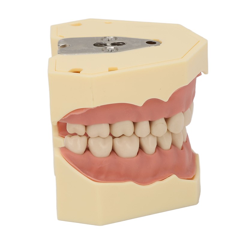 Dental Teaching Model Soft Gum 32 Teeth Dental Demonstration Teeth