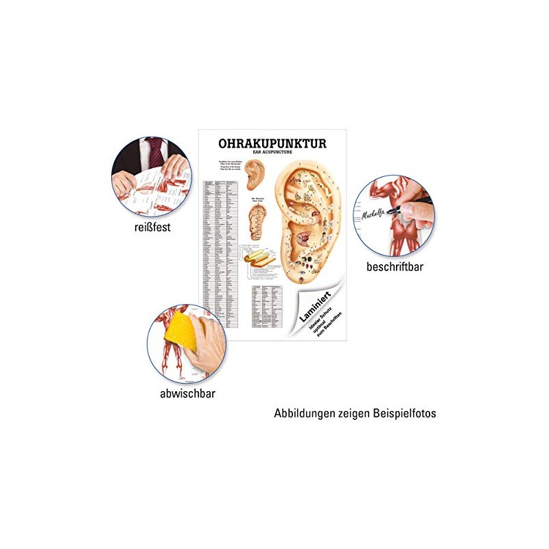 Ear Acupuncture Mini poster Anatomy 34x24 cm Medical Teaching Medium