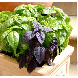 Basil Seed Mix Indoor Green and Purple 250 Seeds for Planting Non-GMO Herb Garden Pack with Growing Instructions