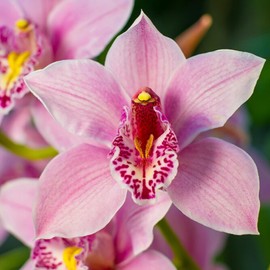 Cymbidium Orchid Seeds for Planting - 100+ Mixed Silk Butterfly Orchid Plants Flower Seeds Home Decoration Cymbidium Flowers Plants
