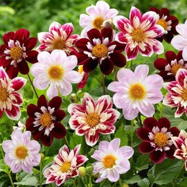 Mixed Collarette Dahlia Seeds Attracts Butterflies Cut Flowers Showy Cutting Garden Patio Containers Outdoor 50Pcs Flower Seeds by YEGAOL Garden