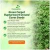 Outsidepride Green Carpet Herniaria Glabra Seeds - 10,000 Pcs Perennial,