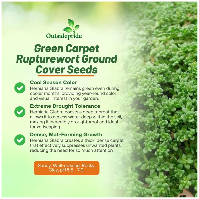 Outsidepride Green Carpet Herniaria Glabra Seeds - 10,000 Pcs Perennial,