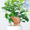 SUPRROW Plant Watering Devices,4PCS Terracotta Self Watering Spikes,Elephant Shaped Plant