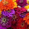 David's Garden Seeds Flower Zinnia Mixed Colors California Giants 200