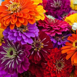 David's Garden Seeds Flower Zinnia Mixed Colors California Giants 200 Non-GMO, Heirloom Seeds