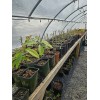 Simple Tree Fast Draining Mix, Indoor Outdoor, Organic, Soil-less, Peat-Free,