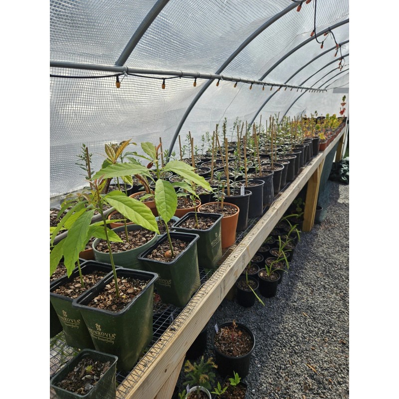Simple Tree Fast Draining Mix, Indoor Outdoor, Organic, Soil-less, Peat-Free,