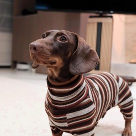 Whalemire Dachshund Lightweight Striped Four-Leg Dog Jumpsuit, Soft Breathable Stretch Pajamas for Small Medium Dogs (XS (5-8 lbs))