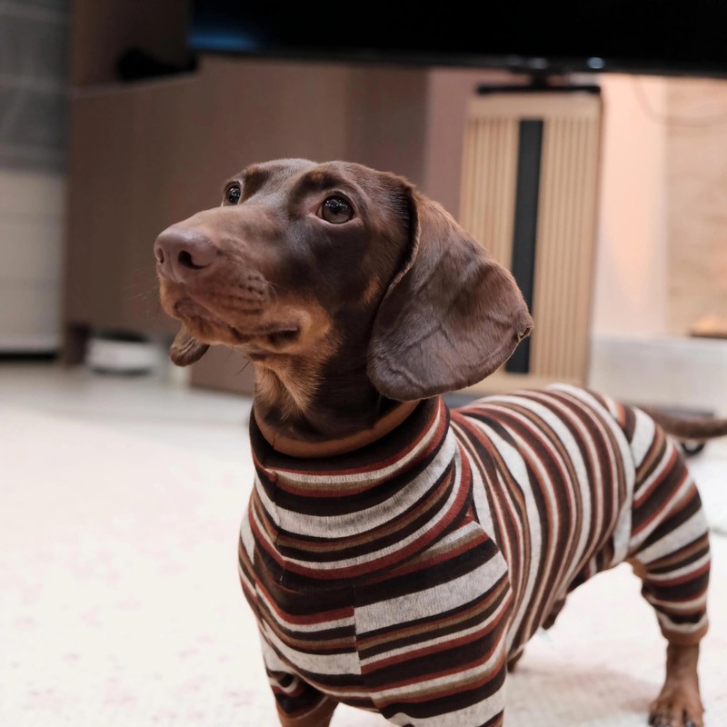 Whalemire Dachshund Lightweight Striped Four-Leg Dog Jumpsuit, Soft Breathable Stretch