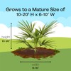 Palm 10in. Windmill Palm Plant