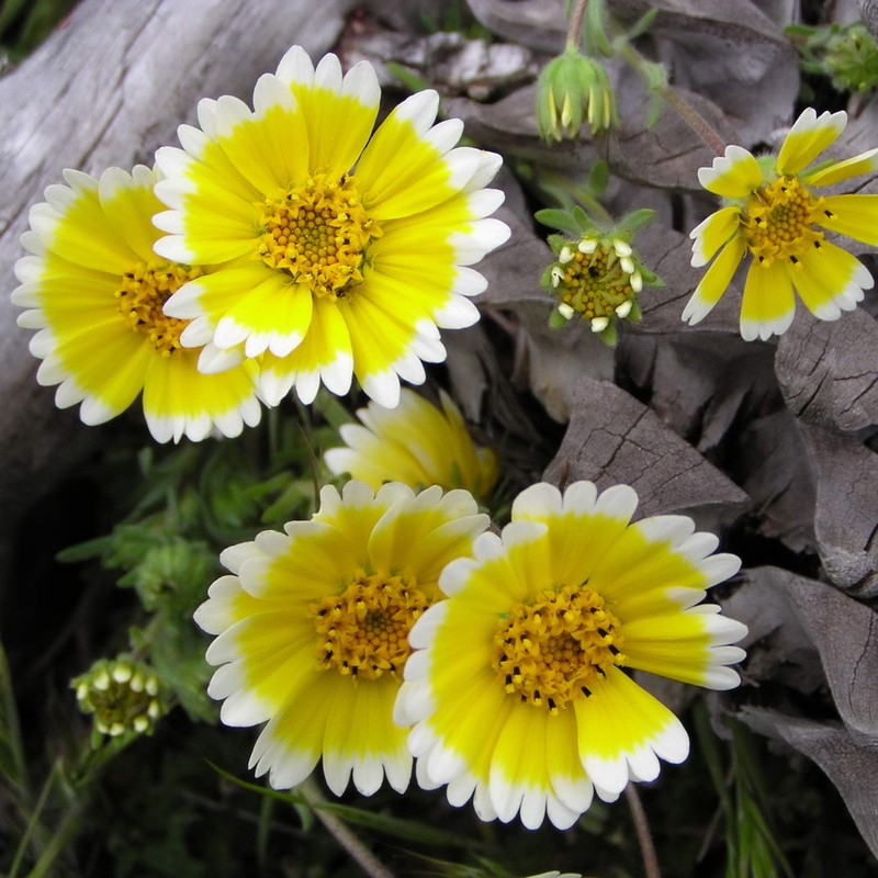 Washington Wildflower Seed Mix - Over 60,000 Premium Seeds -