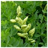 Everwilde Farms - 1 Oz Blue Wild Indigo Native Wildflower