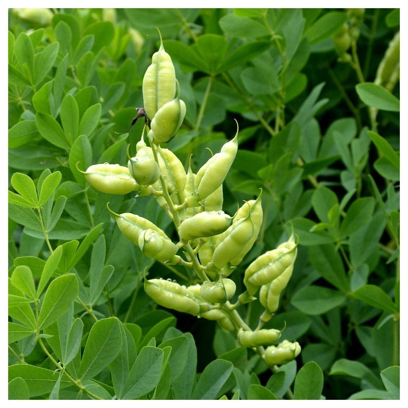 Everwilde Farms - 1 Oz Blue Wild Indigo Native Wildflower